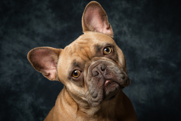 French bulldog